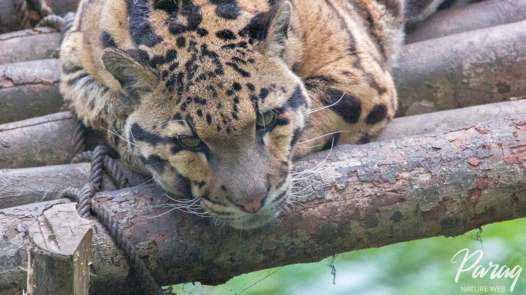 Clouded Leopard